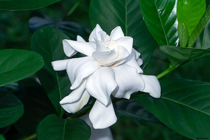 How to Grow and Care for Gardenia Plants
