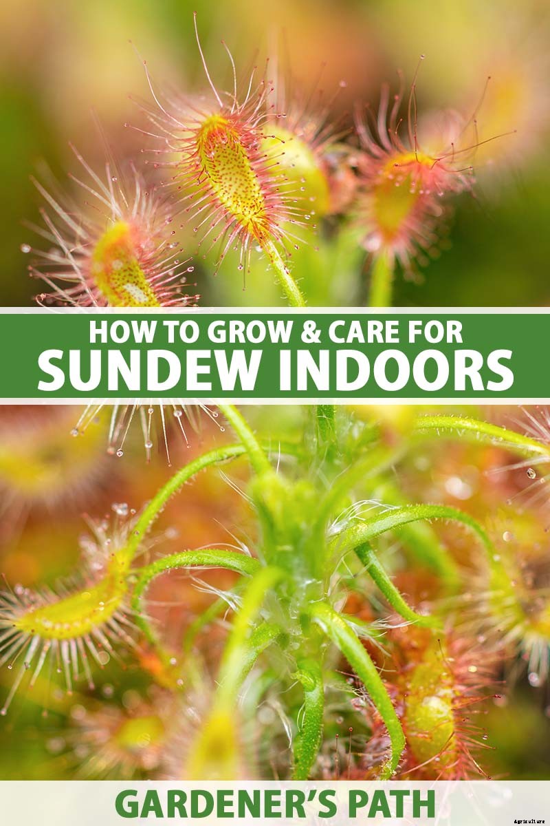 How to Grow and Care for Sundew as a Houseplant