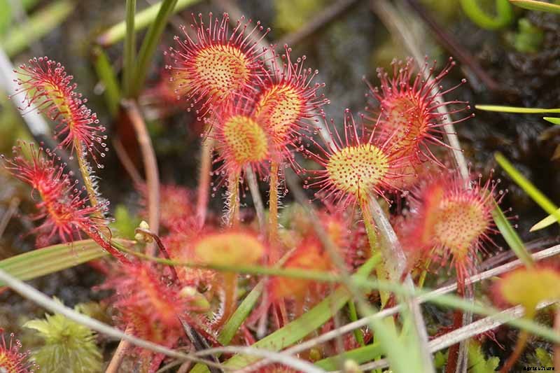 How to Grow and Care for Sundew as a Houseplant