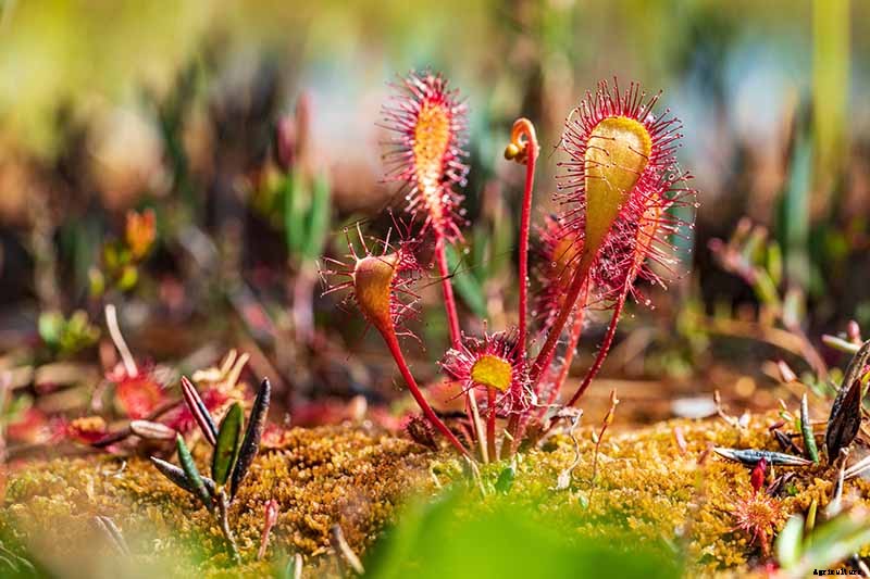 How to Grow and Care for Sundew as a Houseplant