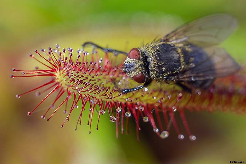 How to Grow and Care for Sundew as a Houseplant