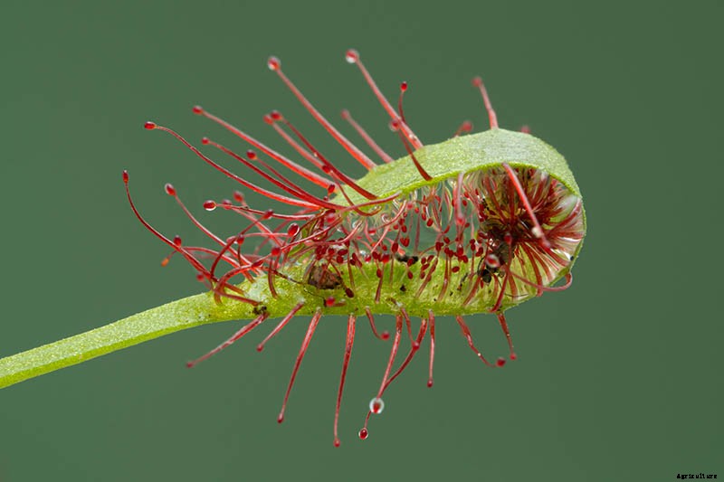 How to Grow and Care for Sundew as a Houseplant