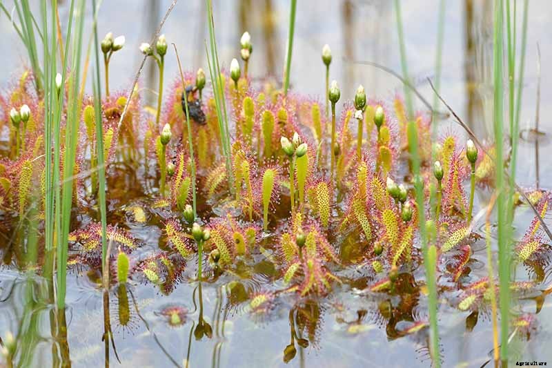 How to Grow and Care for Sundew as a Houseplant