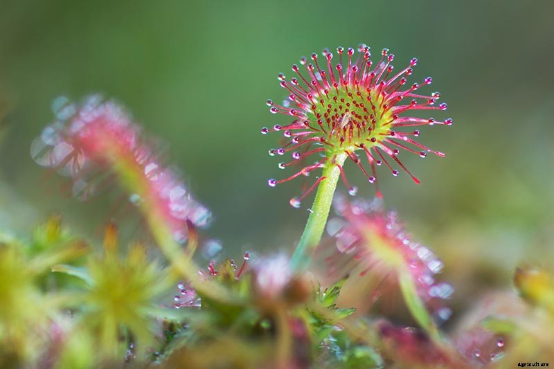 How to Grow and Care for Sundew as a Houseplant