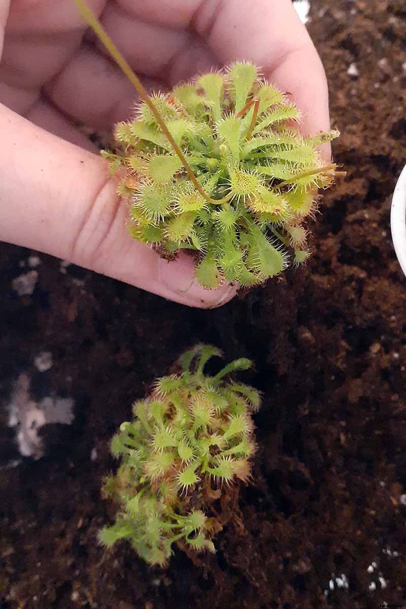 How to Grow and Care for Sundew as a Houseplant