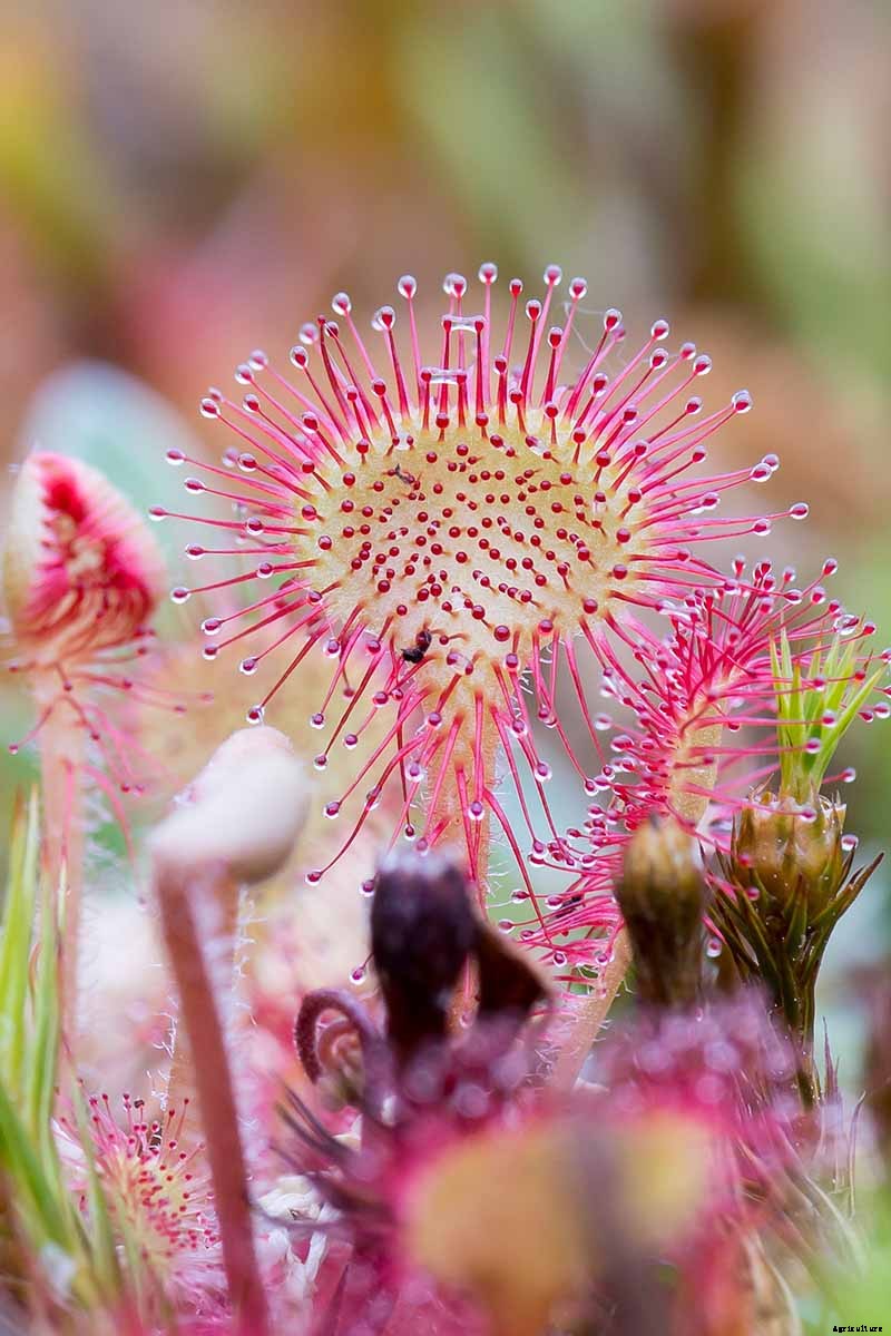 How to Grow and Care for Sundew as a Houseplant