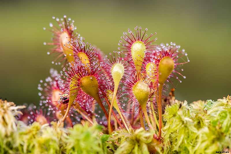 How to Grow and Care for Sundew as a Houseplant