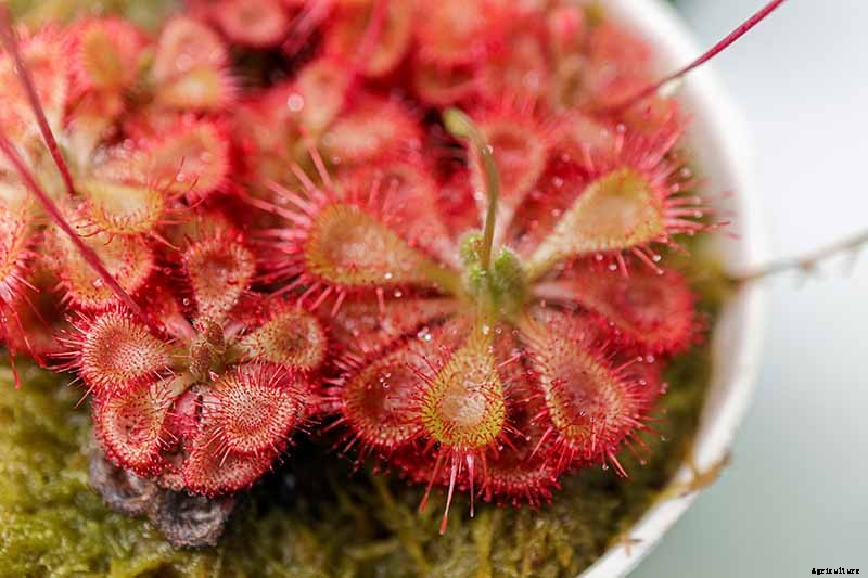 How to Grow and Care for Sundew as a Houseplant