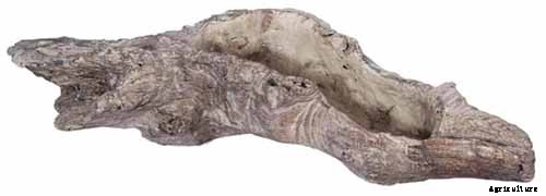 How to Grow and Care for Sundew as a Houseplant