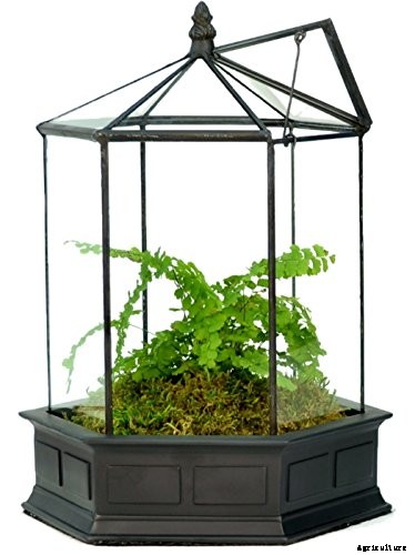 How to Grow and Care for Sundew as a Houseplant