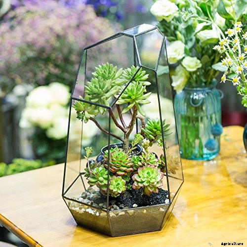 How to Grow and Care for Sundew as a Houseplant