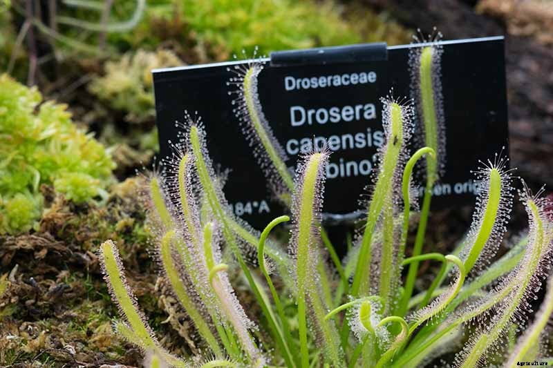 How to Grow and Care for Sundew as a Houseplant