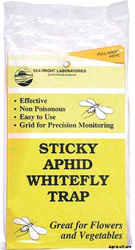 How to Grow and Care for Sundew as a Houseplant