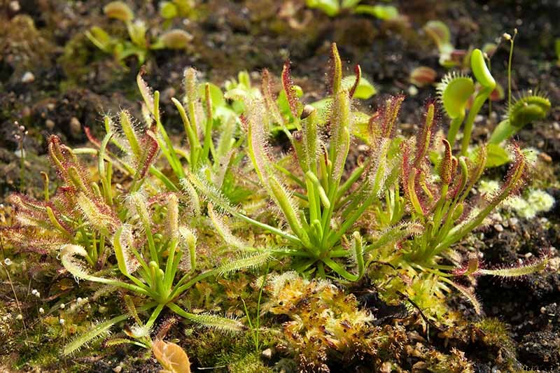 How to Grow and Care for Sundew as a Houseplant