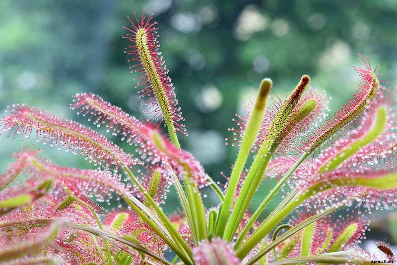 How to Grow and Care for Sundew as a Houseplant