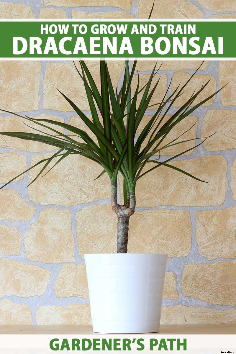 How to Grow and Train Dracaena Plants as Bonsai