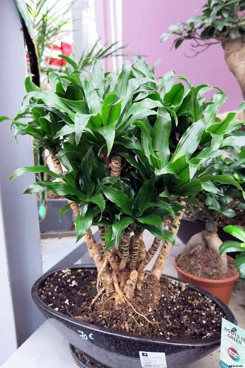 How to Grow and Train Dracaena Plants as Bonsai
