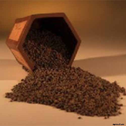 How to Grow and Train Dracaena Plants as Bonsai