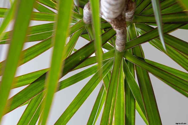 How to Grow and Train Dracaena Plants as Bonsai