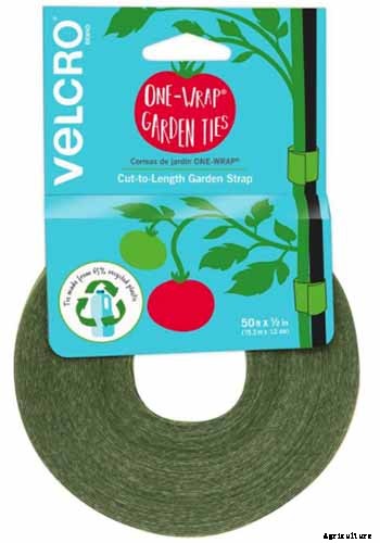 How to Grow and Train Dracaena Plants as Bonsai