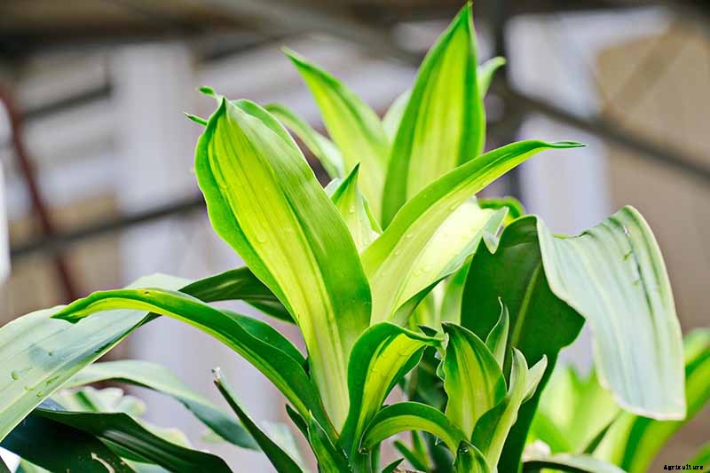 How to Grow and Train Dracaena Plants as Bonsai