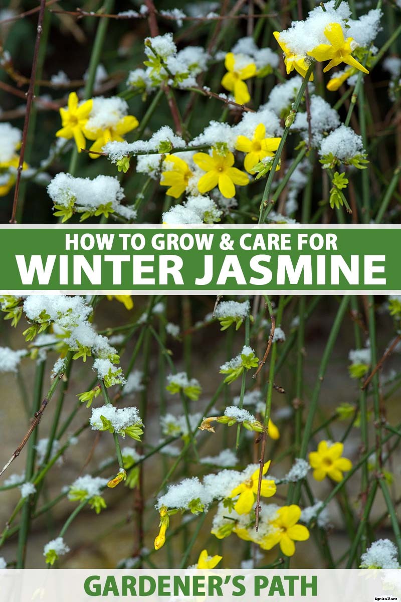 How to Grow and Care for Winter Jasmine