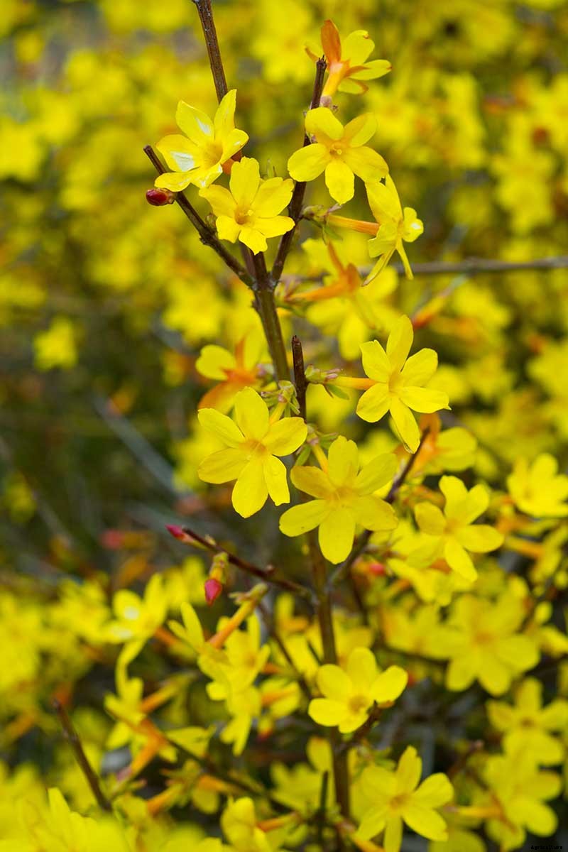 How to Grow and Care for Winter Jasmine