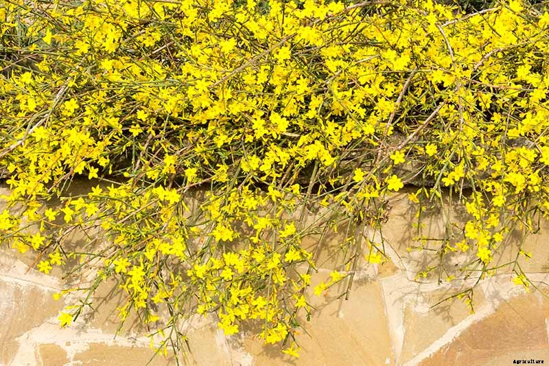 How to Grow and Care for Winter Jasmine