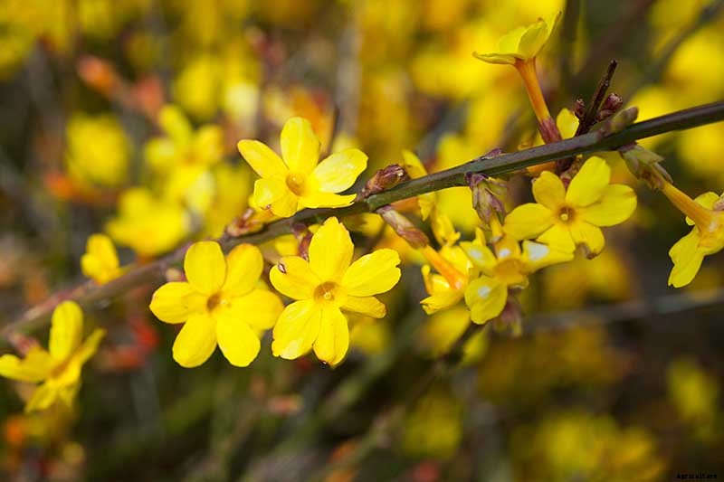 How to Grow and Care for Winter Jasmine