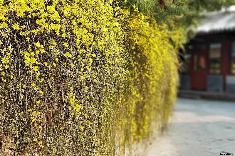 How to Grow and Care for Winter Jasmine