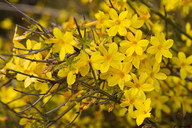 How to Grow and Care for Winter Jasmine