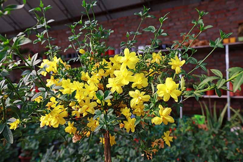 How to Grow and Care for Winter Jasmine
