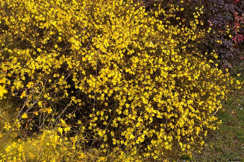 How to Grow and Care for Winter Jasmine
