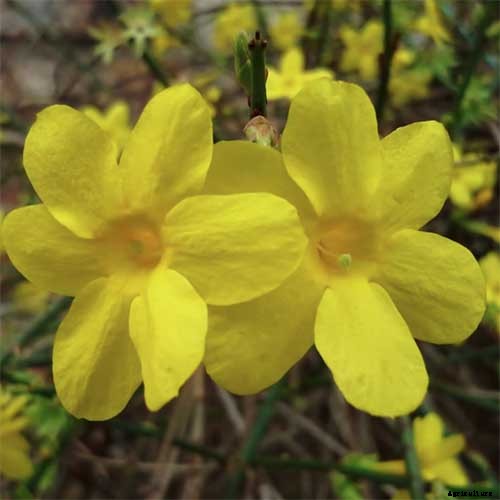How to Grow and Care for Winter Jasmine