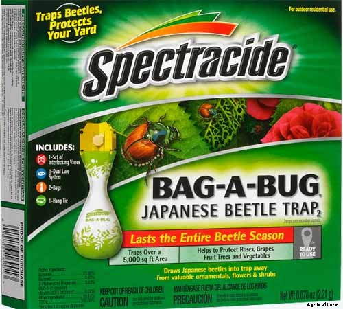 How to Grow and Care for Winter Jasmine