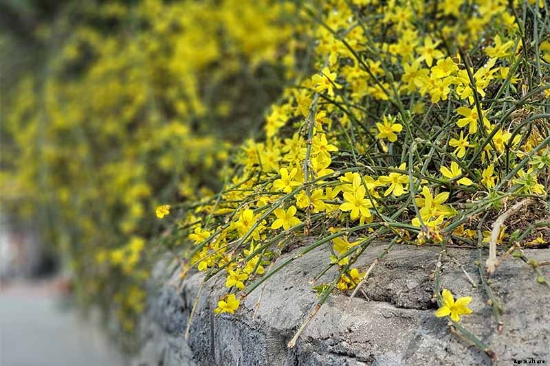 How to Grow and Care for Winter Jasmine