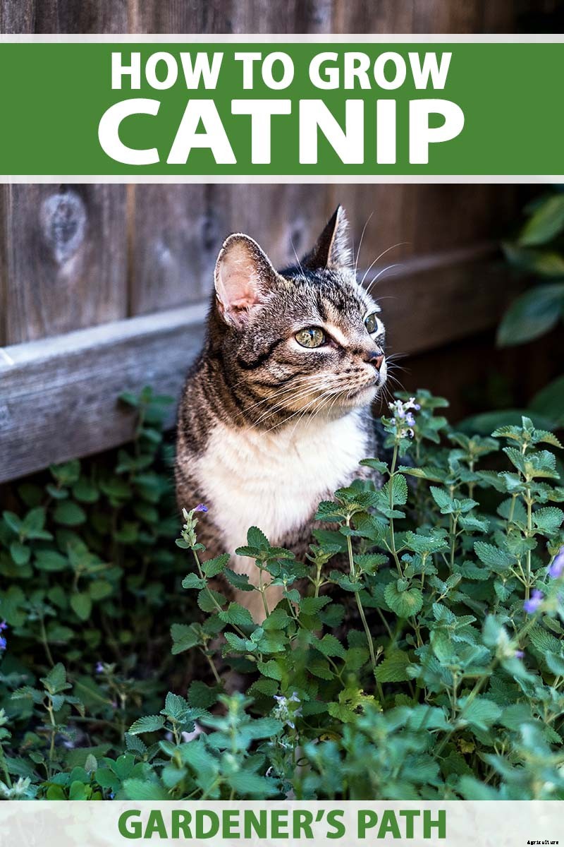 How to Grow Catnip in the Garden