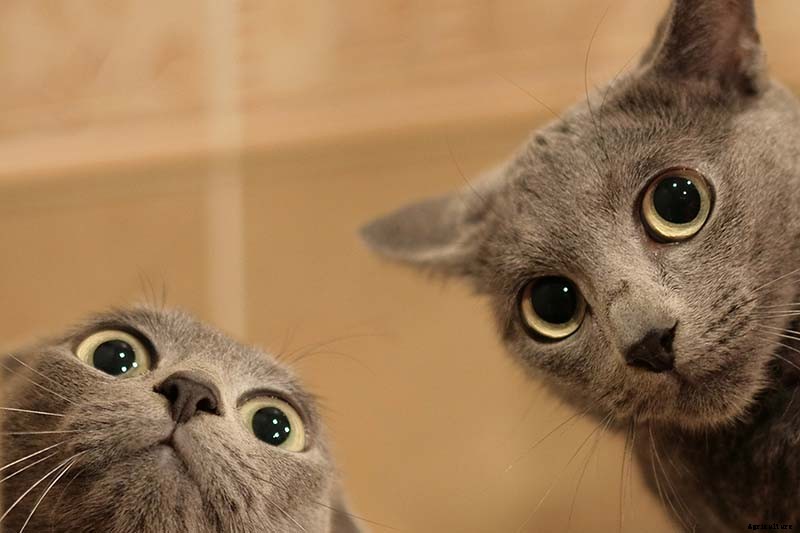 How to Grow Catnip in the Garden