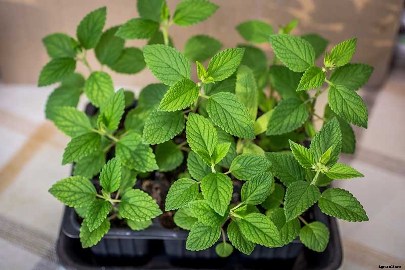 How to Grow Catnip in the Garden