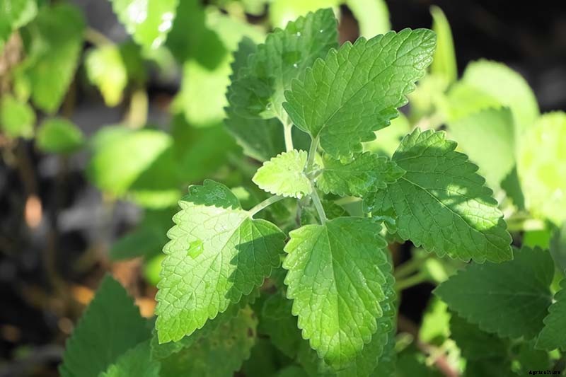 How to Grow Catnip in the Garden
