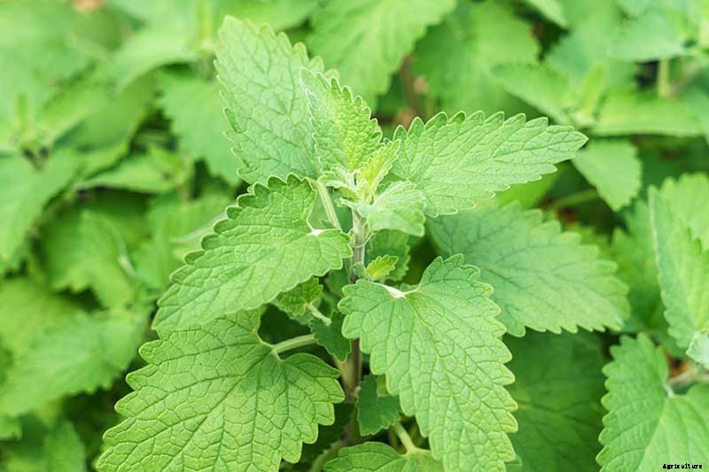 How to Grow Catnip in the Garden
