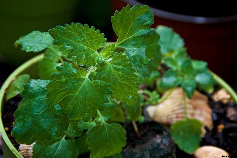 How to Grow Catnip in the Garden