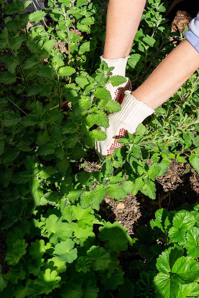 How to Grow Catnip in the Garden