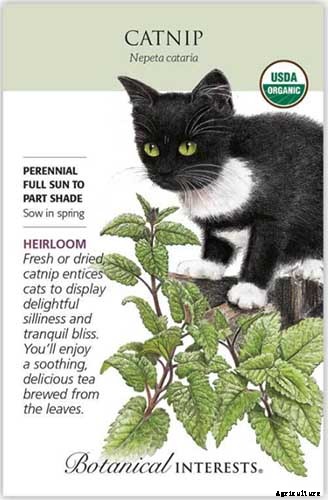 How to Grow Catnip in the Garden