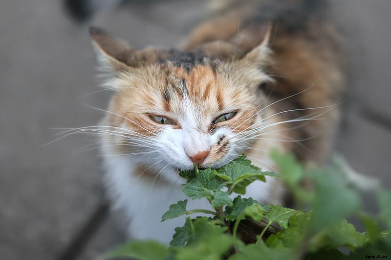 How to Grow Catnip in the Garden