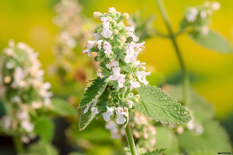 How to Grow Catnip in the Garden