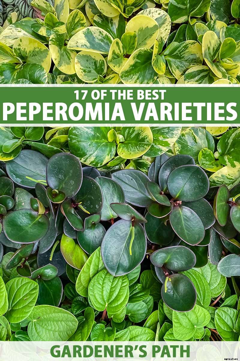 17 of the Best Species of Peperomia to Grow at Home