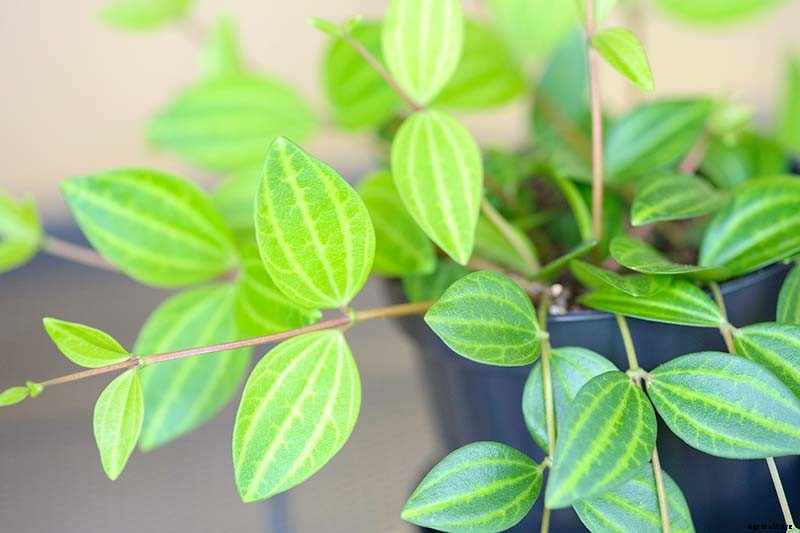 17 of the Best Species of Peperomia to Grow at Home