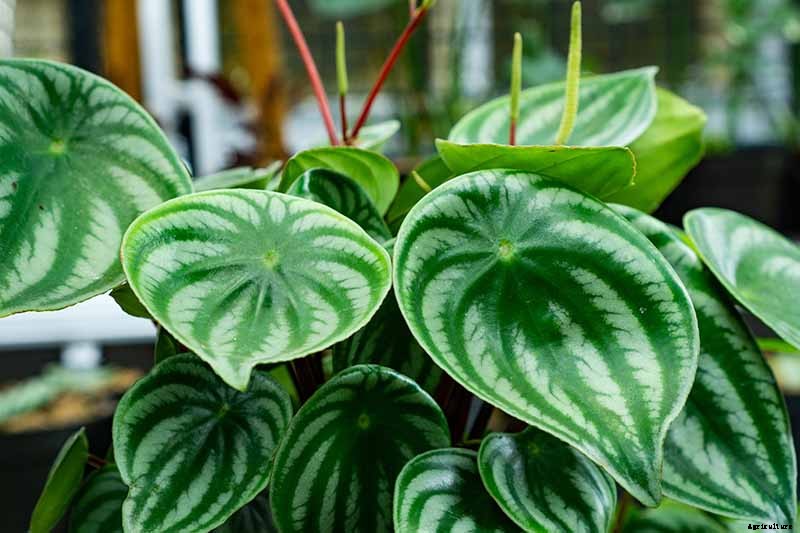 17 of the Best Species of Peperomia to Grow at Home