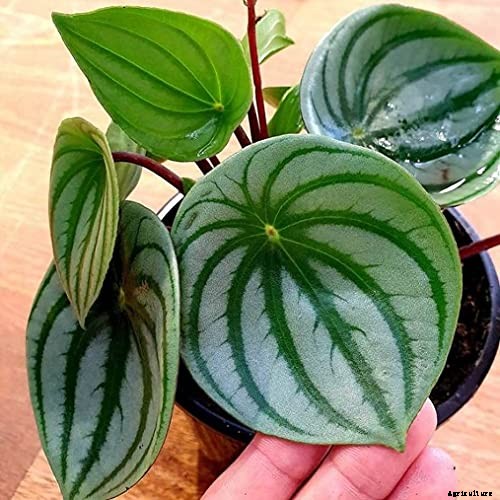 17 of the Best Species of Peperomia to Grow at Home